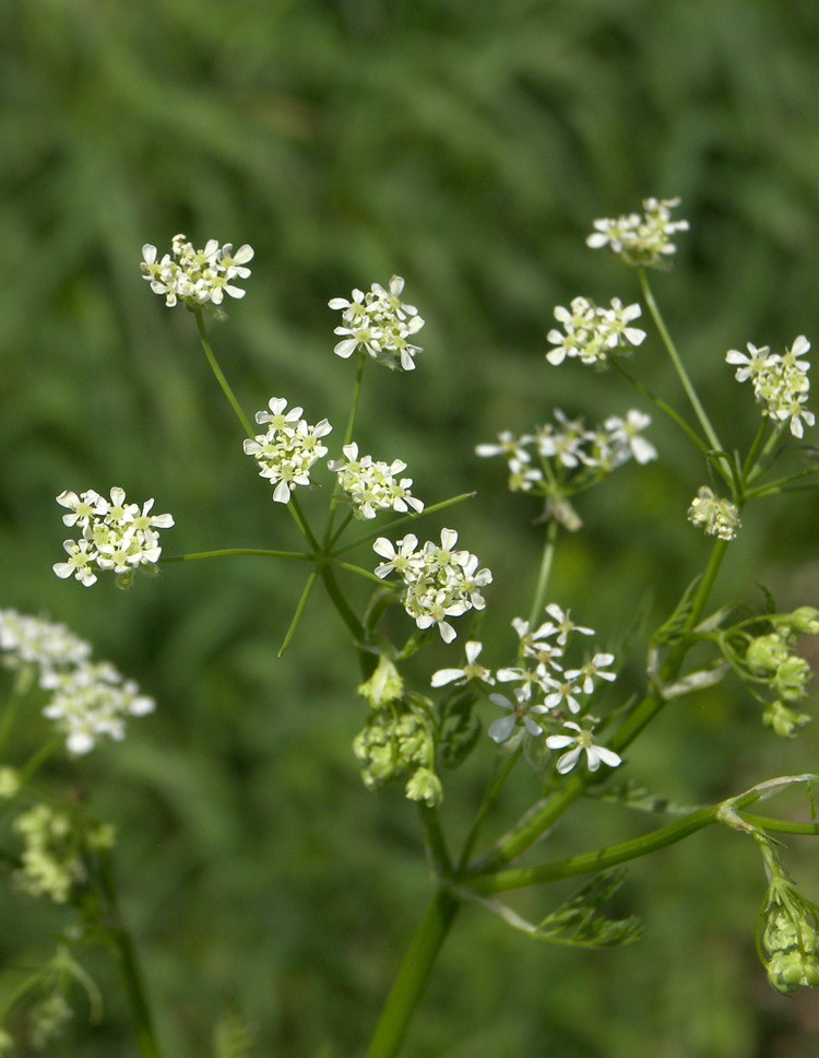 Изображение особи Anthriscus velutina.