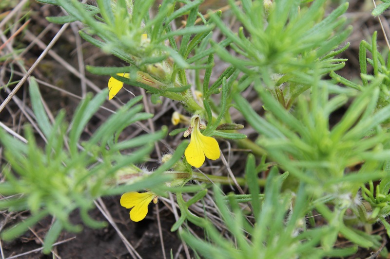 Image of Ajuga chia specimen.