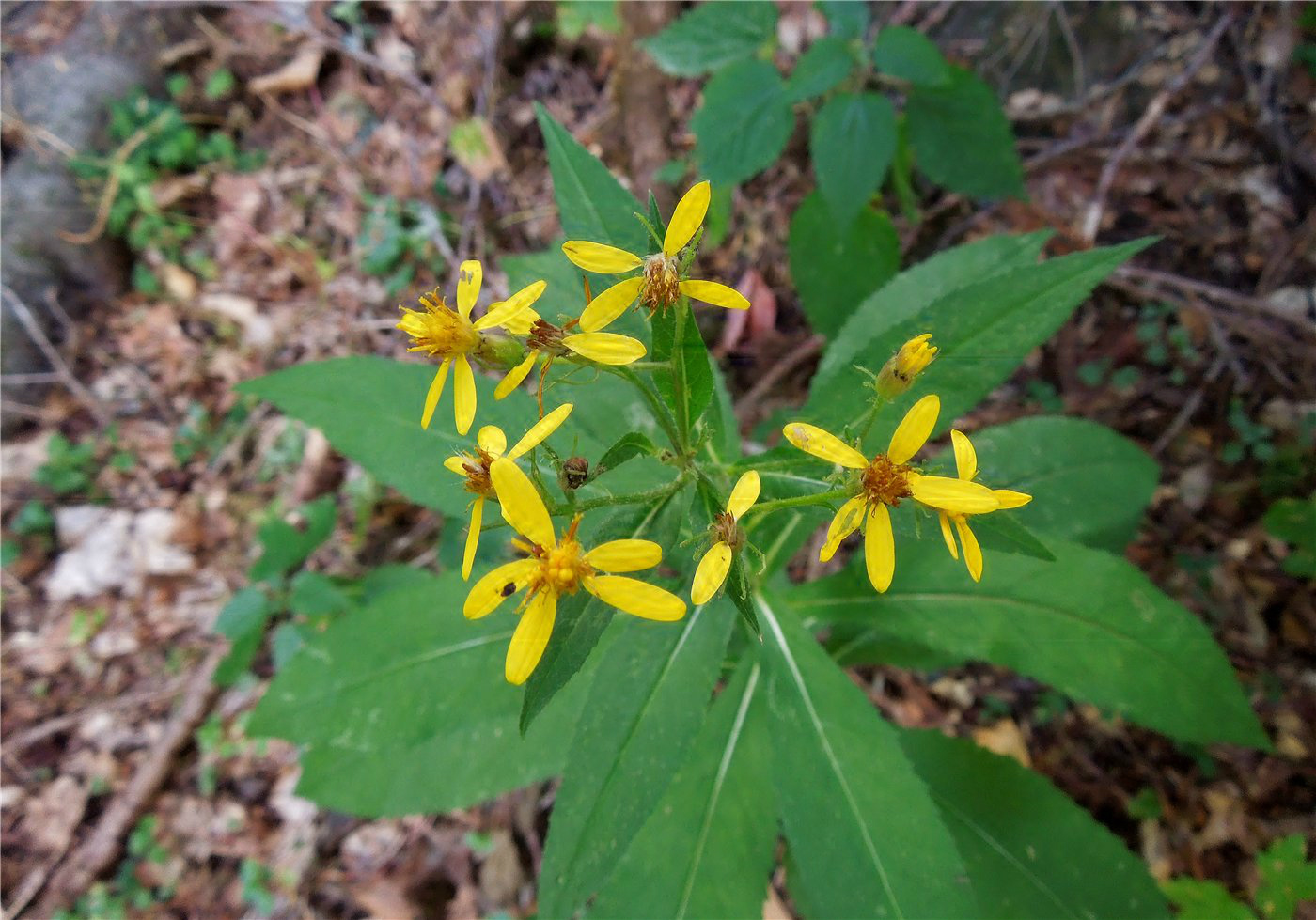 Image of Senecio propinquus specimen.