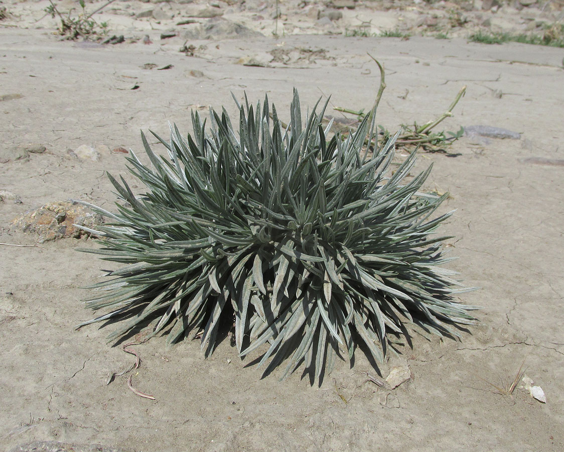 Image of Onosma polyphylla specimen.