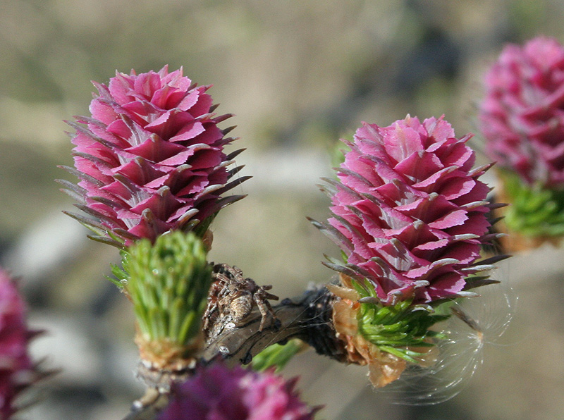 Image of Larix decidua specimen.