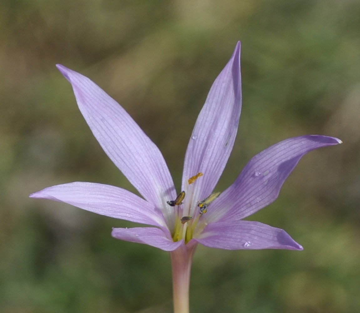 Image of Colchicum doerfleri specimen.