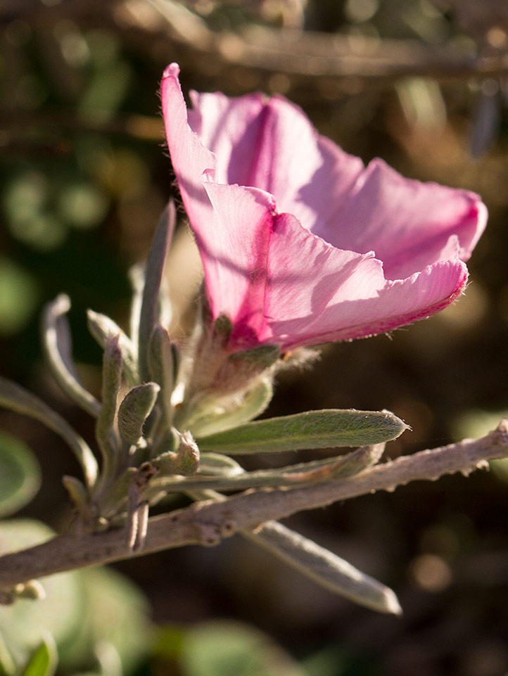 Image of Convolvulus oleifolius specimen.