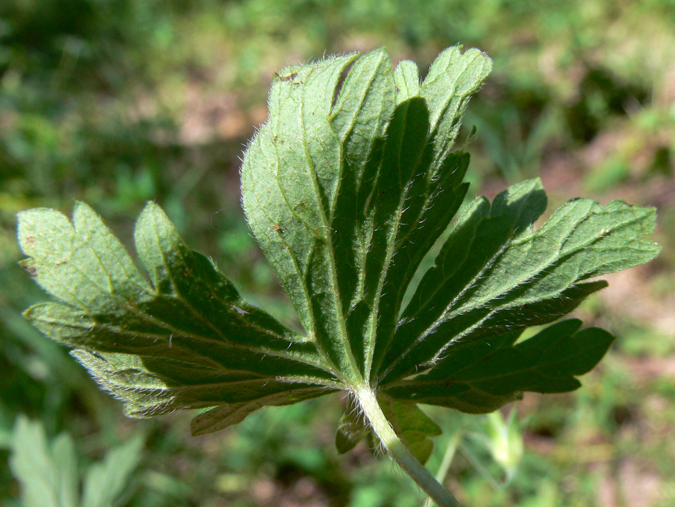 Image of Geranium sibiricum specimen.