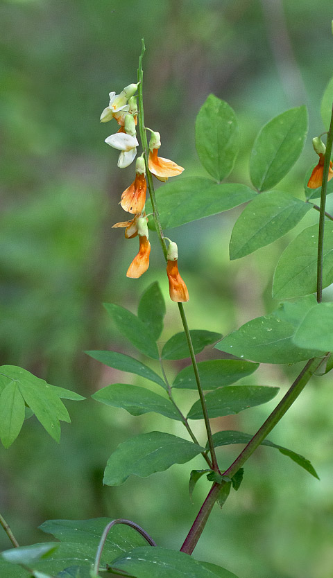 Image of Lathyrus gmelinii specimen.