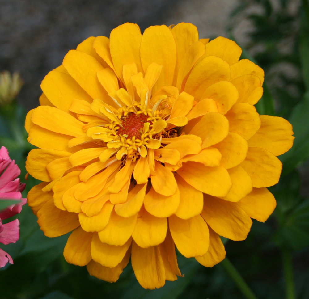 Image of Zinnia elegans specimen.