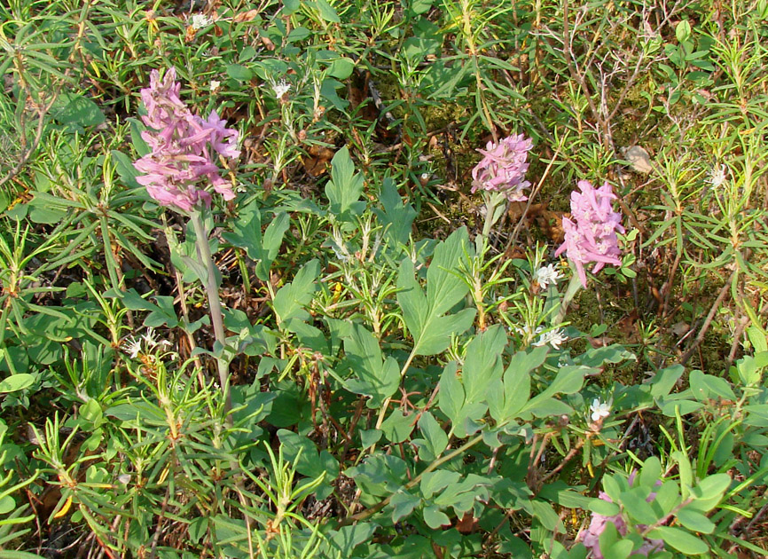 Image of Corydalis paeoniifolia specimen.