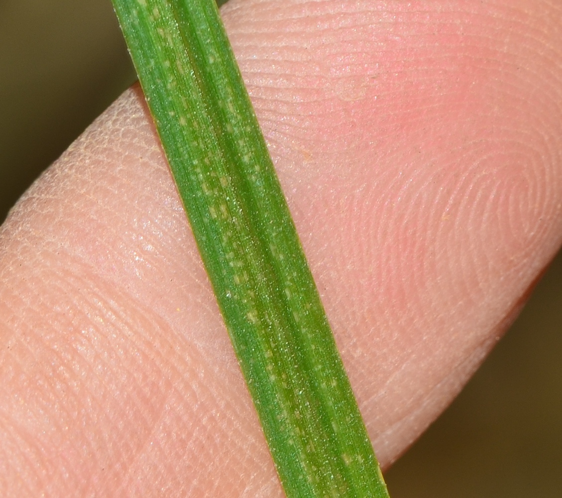 Image of Cyperus rotundus specimen.