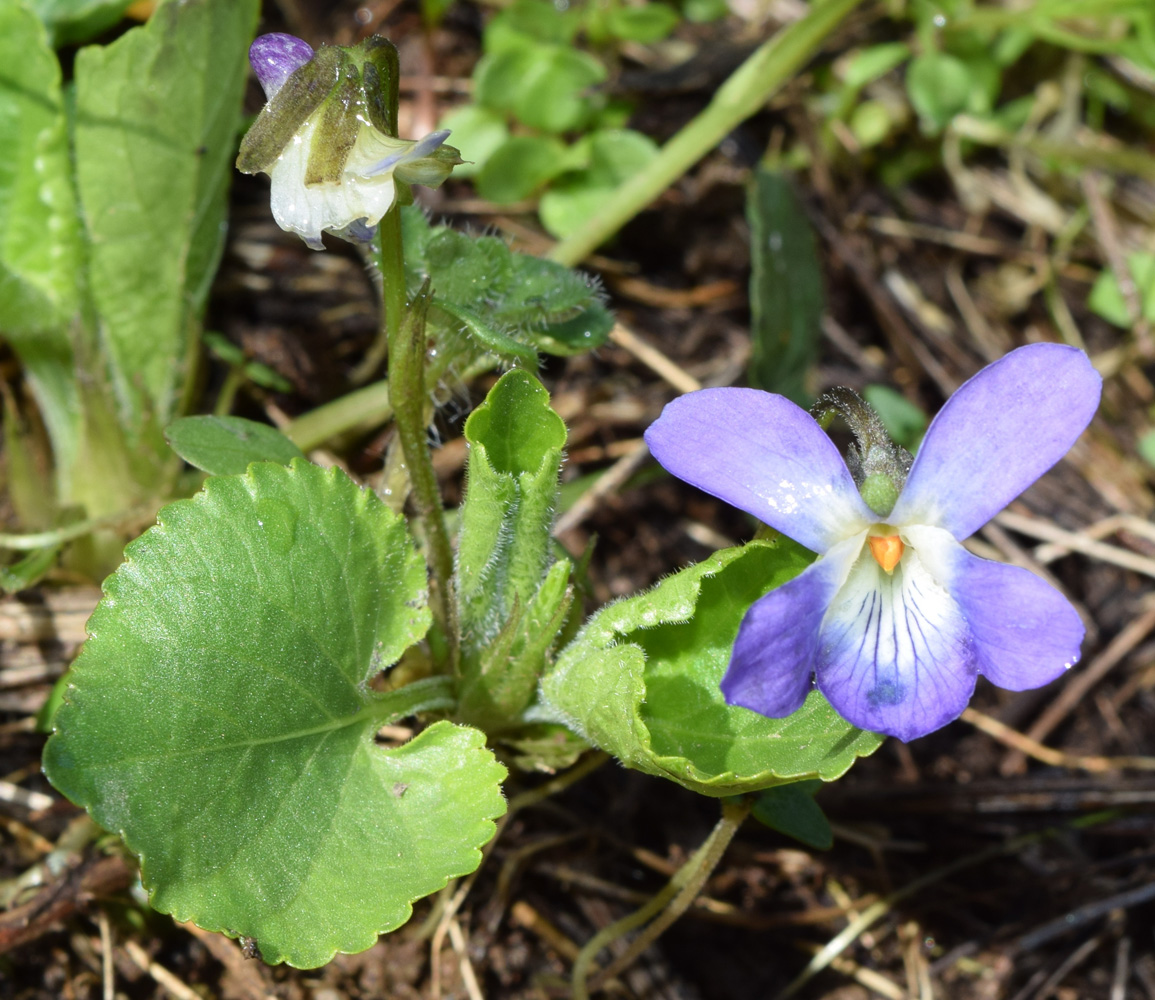 Image of Viola suavis specimen.