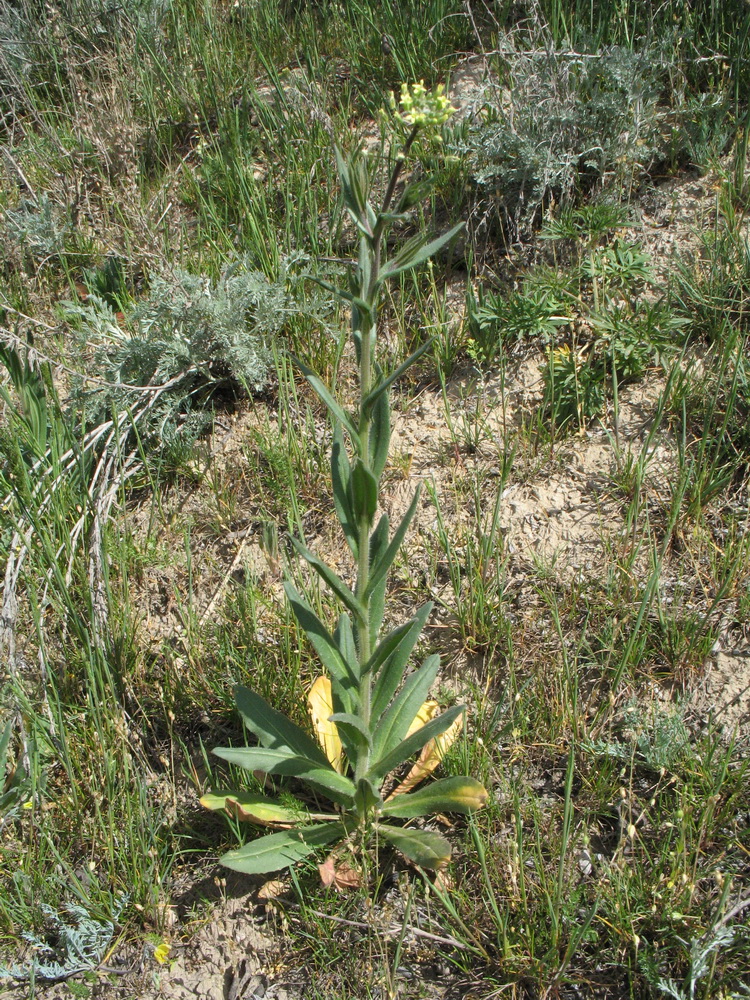 Image of Camelina microcarpa specimen.