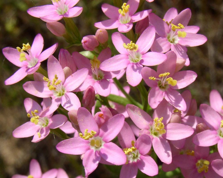 Image of Centaurium erythraea specimen.