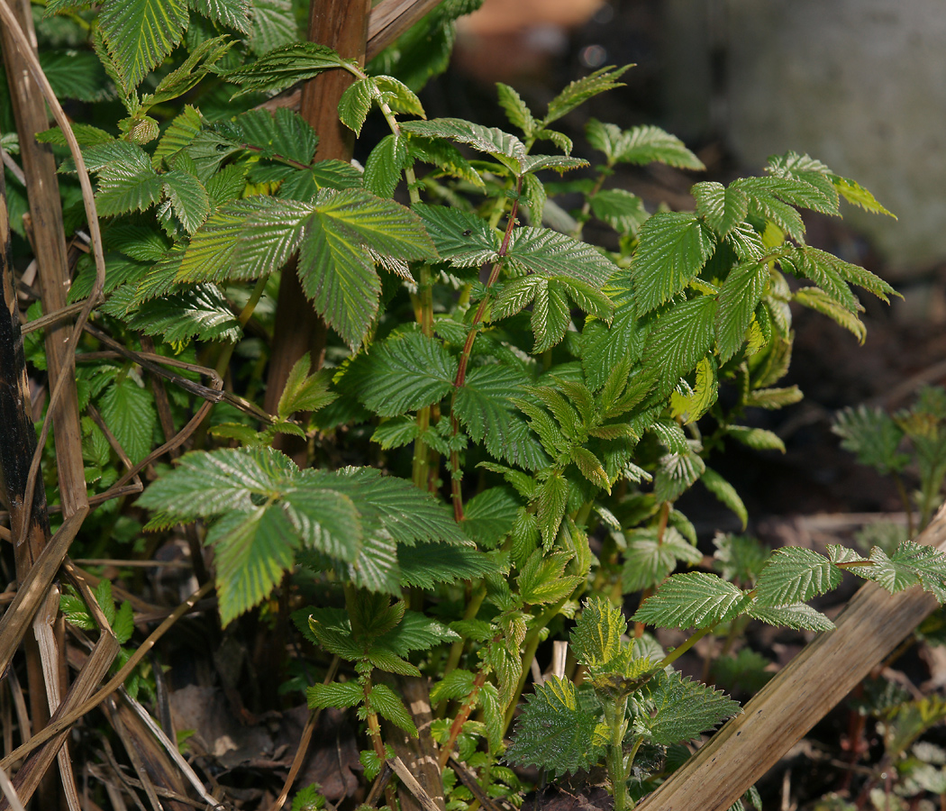 Image of Filipendula ulmaria specimen.