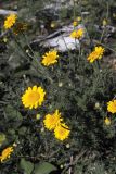 Anthemis tinctoria