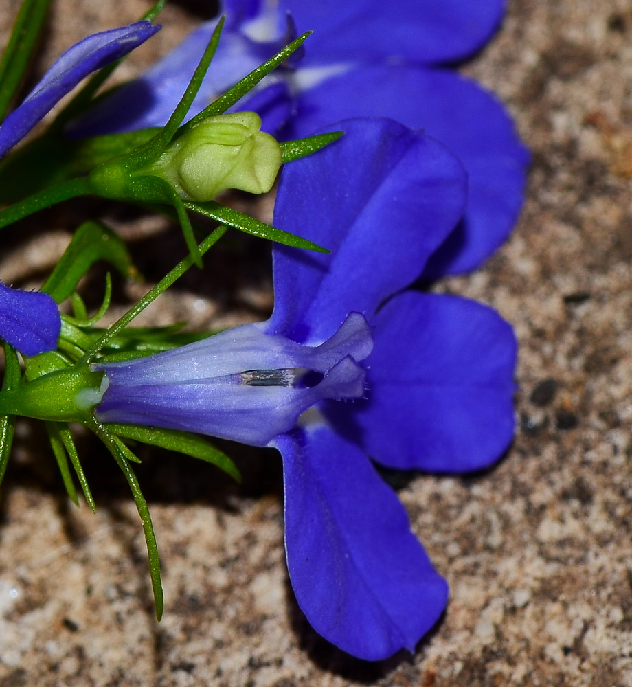 Image of Lobelia erinus specimen.