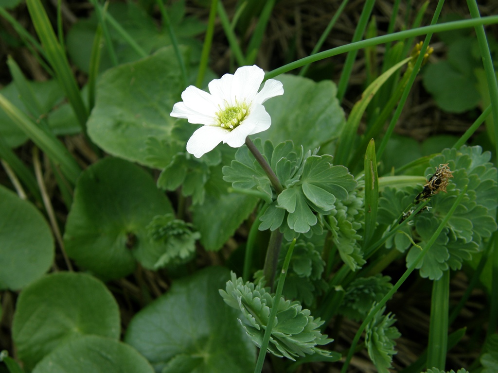 Image of Callianthemum sajanense specimen.