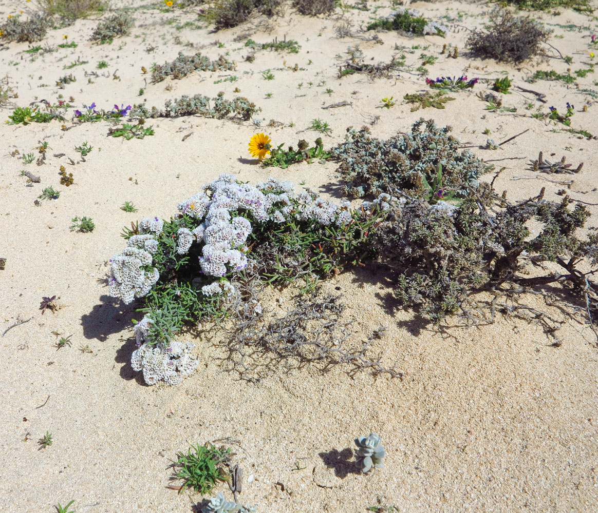 Image of Limonium papillatum specimen.