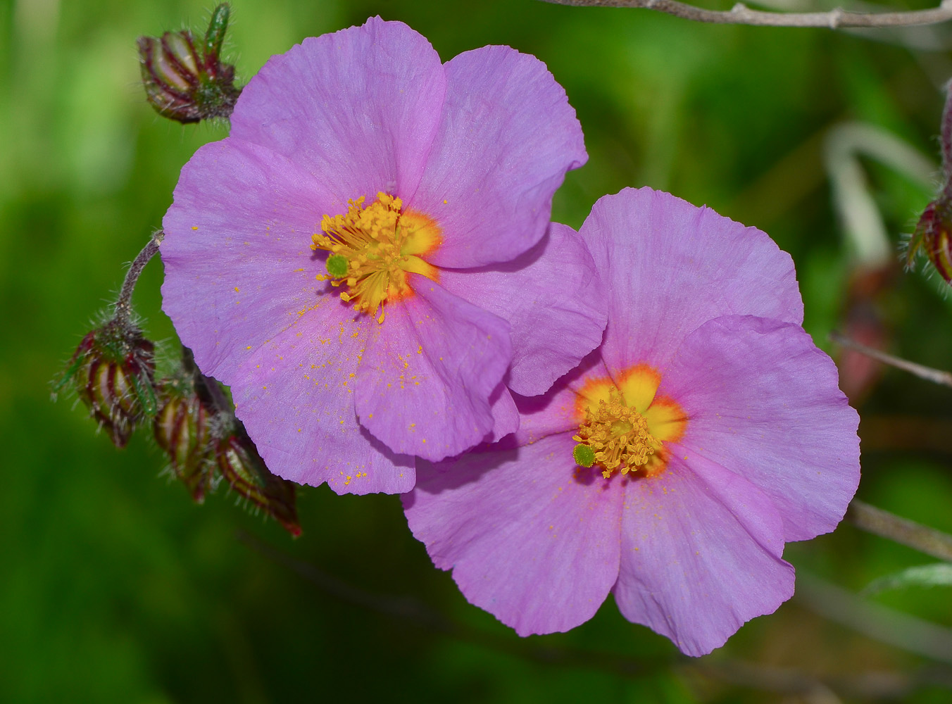 Image of Helianthemum vesicarium specimen.