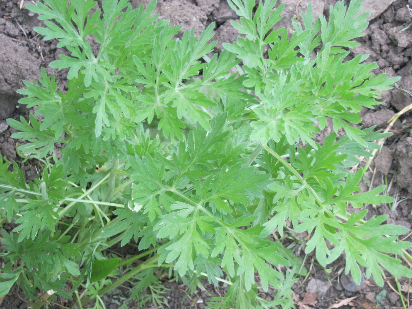 Image of Artemisia absinthium specimen.