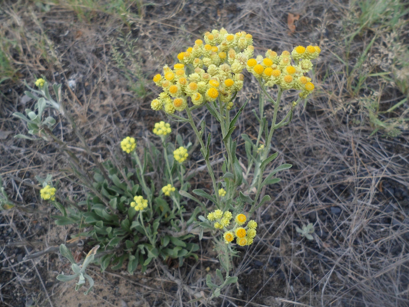 Image of Helichrysum arenarium specimen.