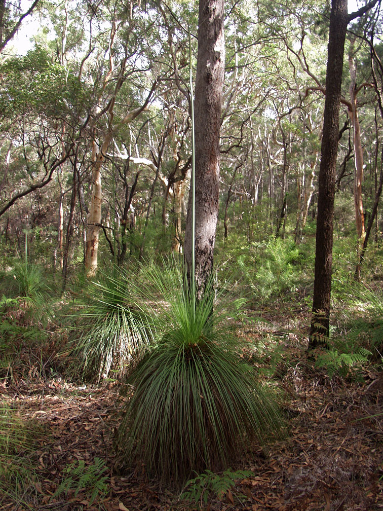 Image of Xanthorrhoea australis specimen.