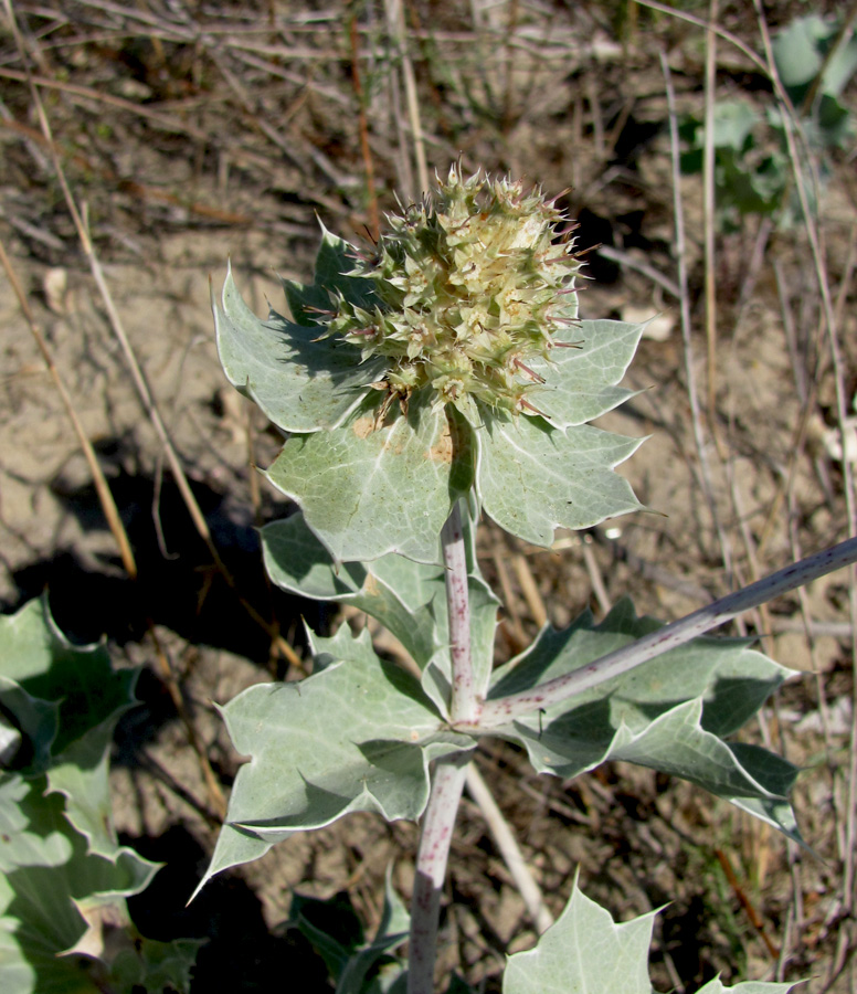 Изображение особи Eryngium maritimum.