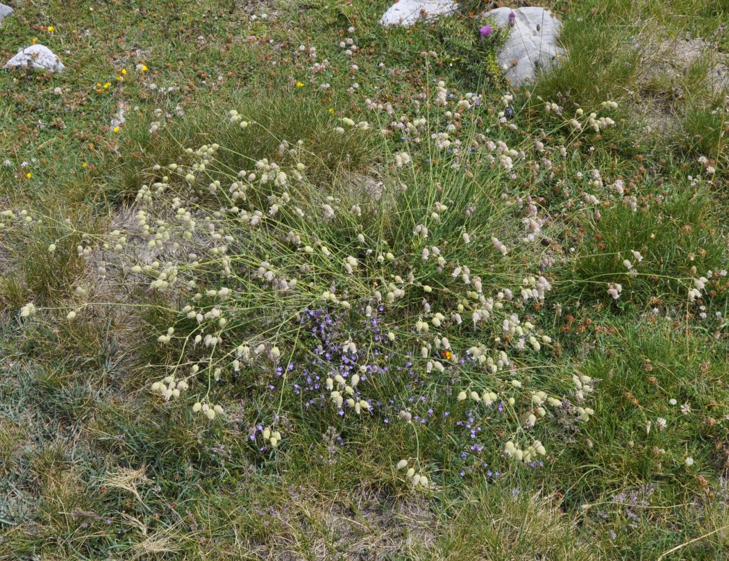 Image of Oberna behen ssp. prostrata specimen.