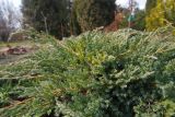 Juniperus squamata. Ветвь. Украина, г. Киев, дендропарк, в культуре. 15.03.2017.