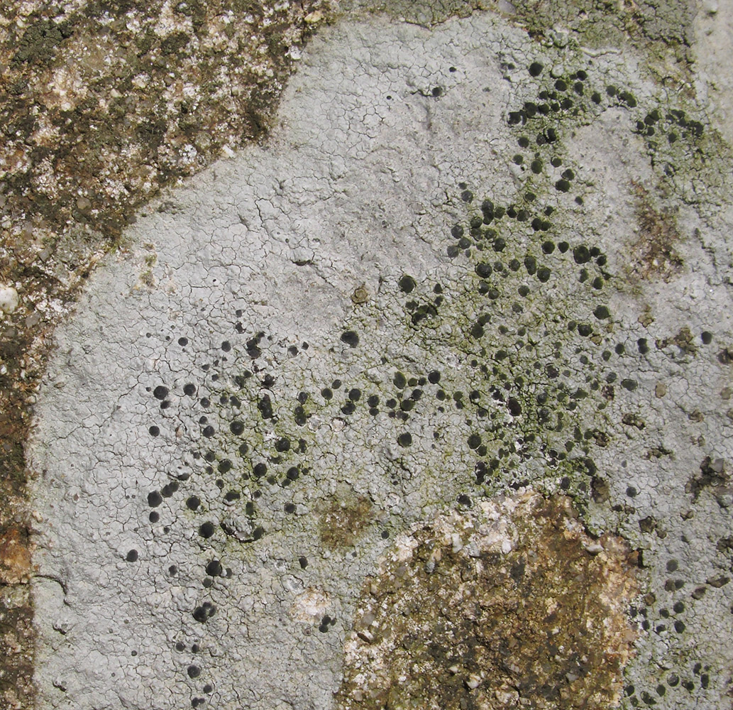 Image of class Lecanoromycetes specimen.