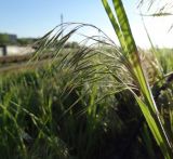 Anisantha tectorum