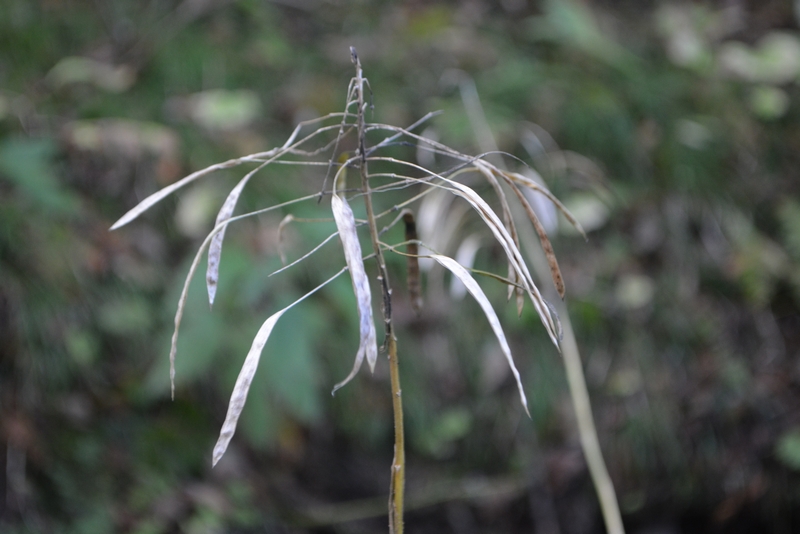 Изображение особи Macropodium pterospermum.