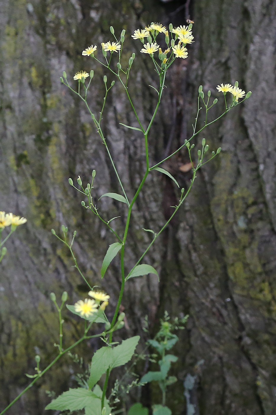 Image of Lapsana communis specimen.