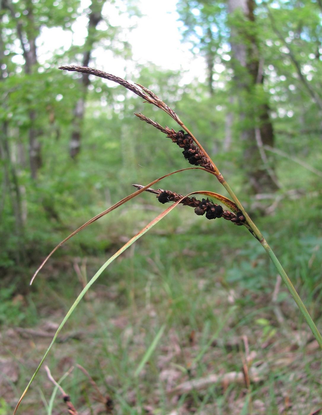 Image of Carex cuspidata specimen.