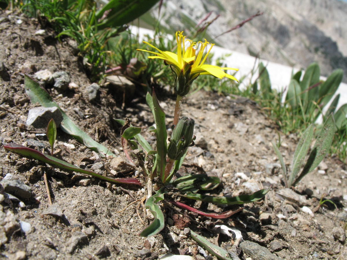 Изображение особи Taraxacum glabellum.