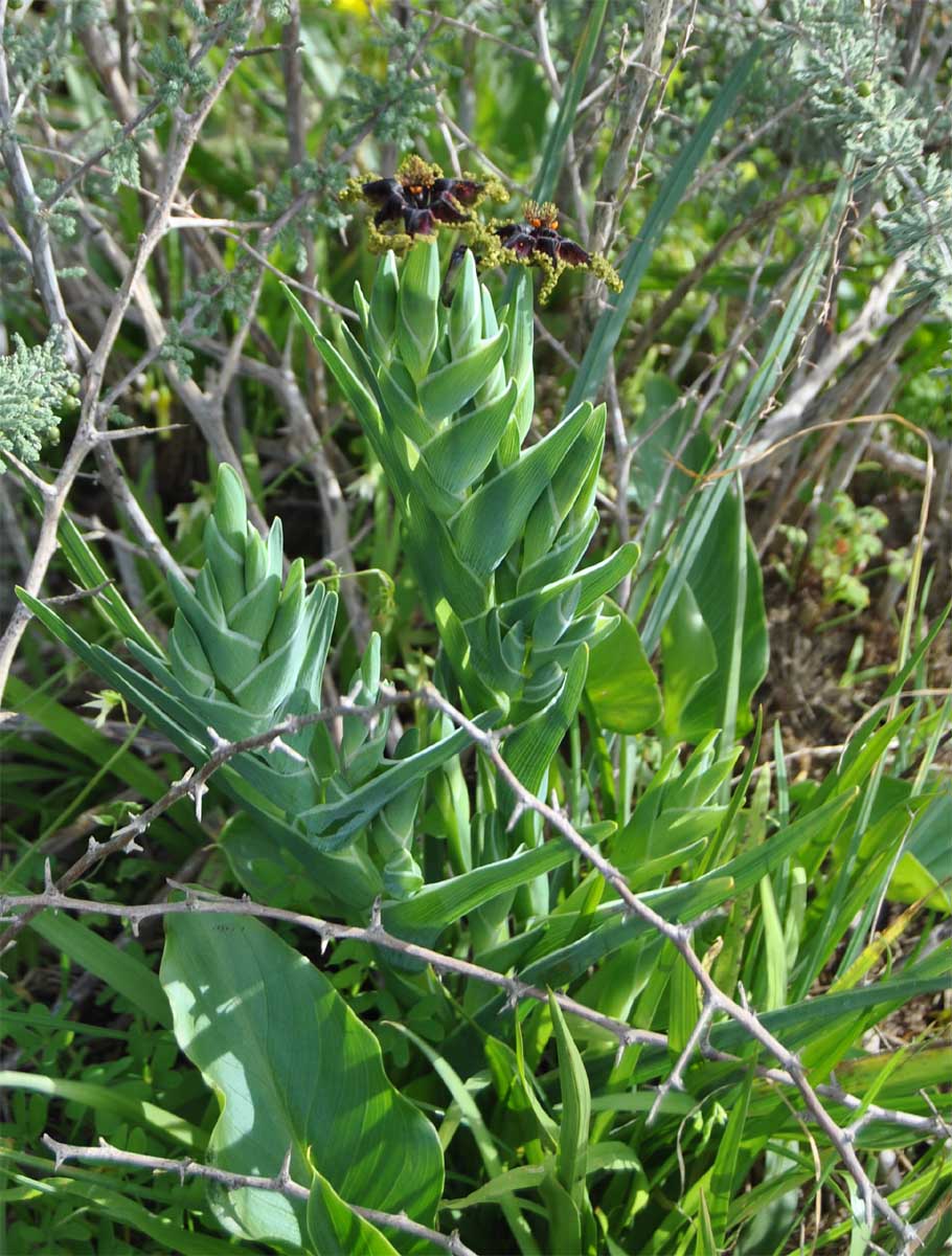 Image of Ferraria foliosa specimen.