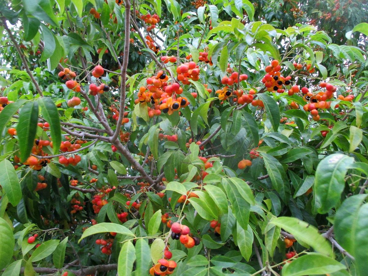 Image of Harpullia pendula specimen.