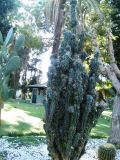 Cereus разновидность monstrosus
