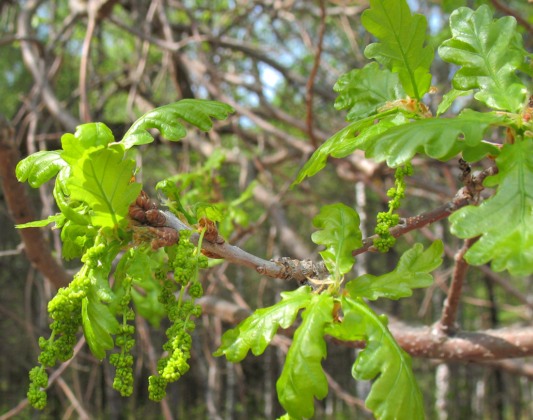 Image of Quercus robur specimen.