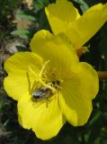 Oenothera pilosella