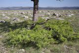 Larix sibirica. Ветви в основании ствола. Иркутская обл., Приольхонье, дельта р. Сарма. 10.06.2012.