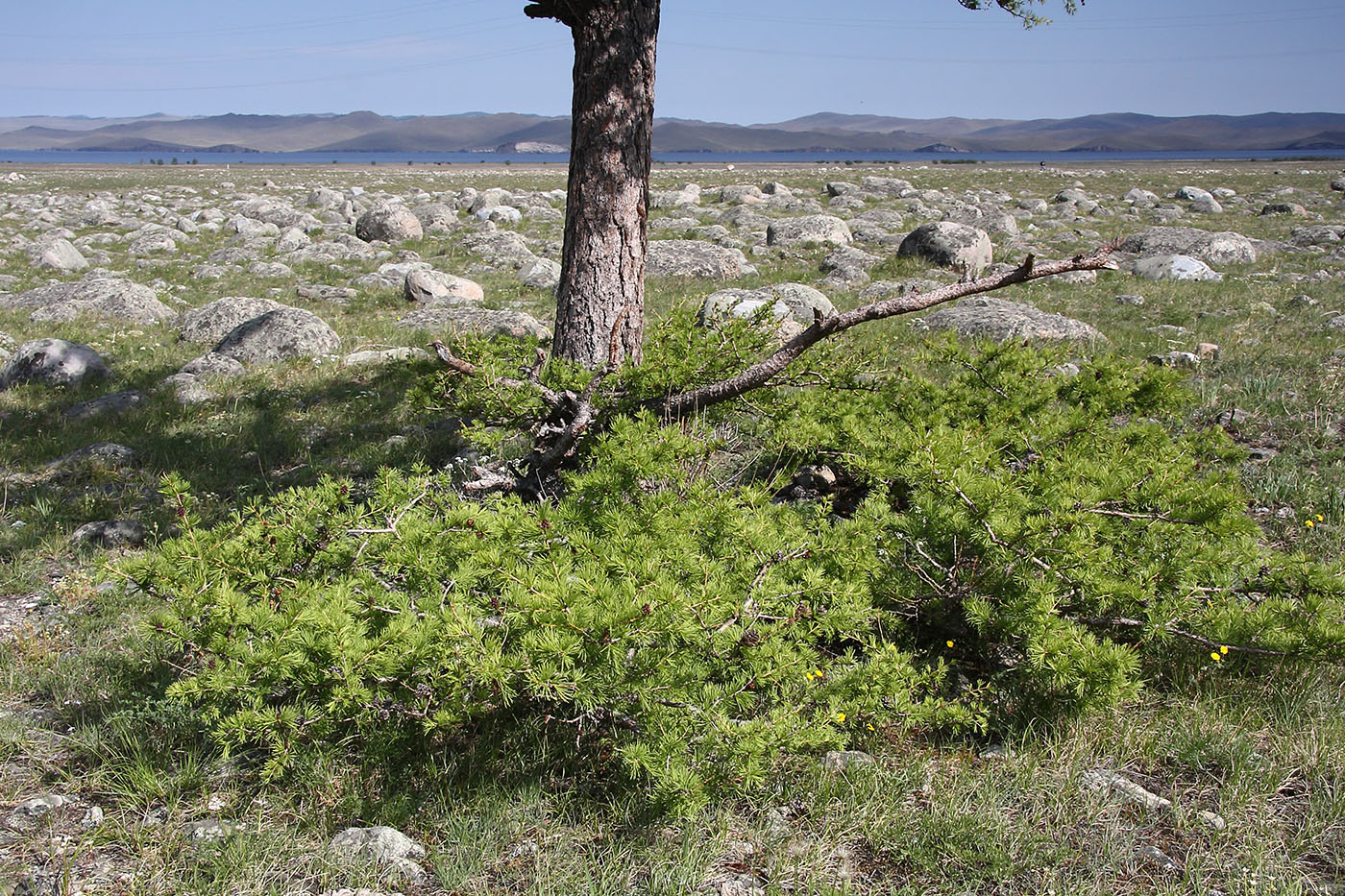 Изображение особи Larix sibirica.