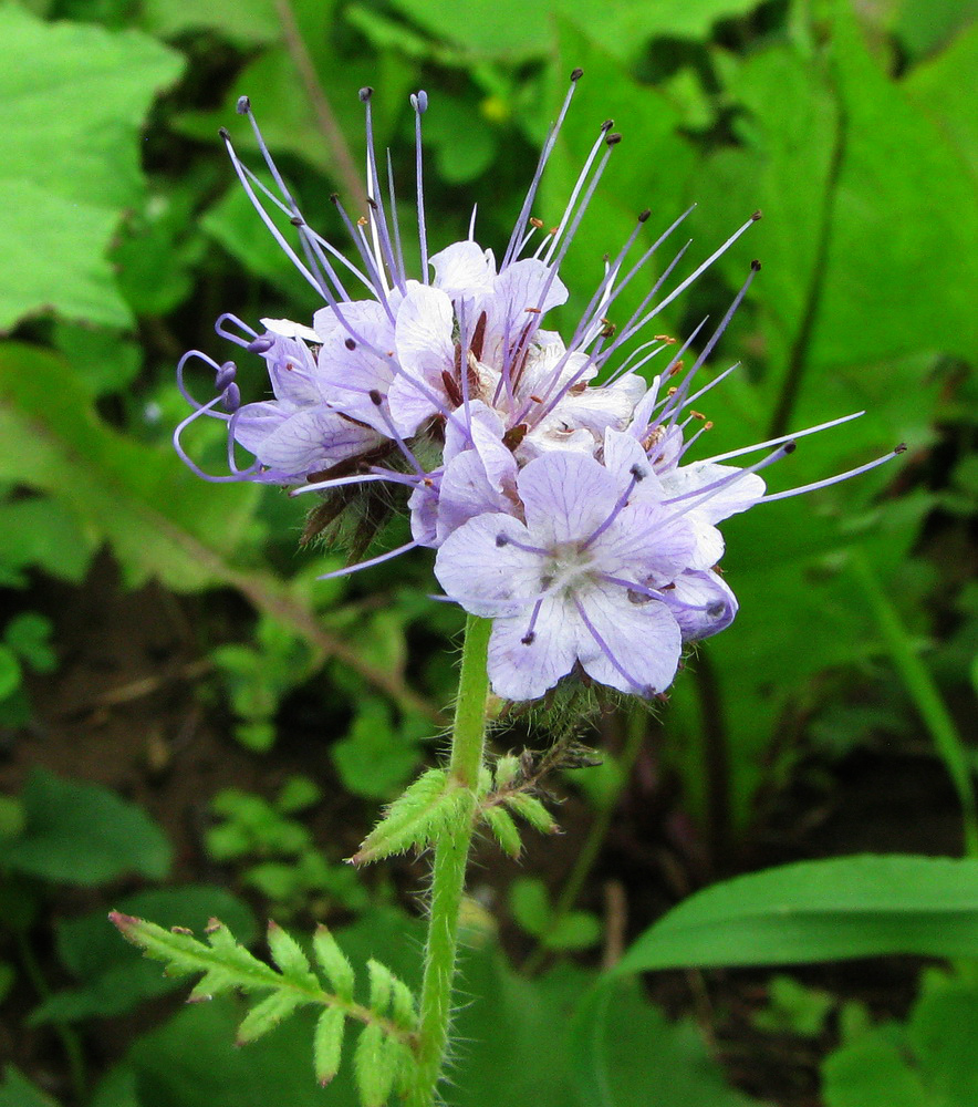 Image of Phacelia tanacetifolia specimen.