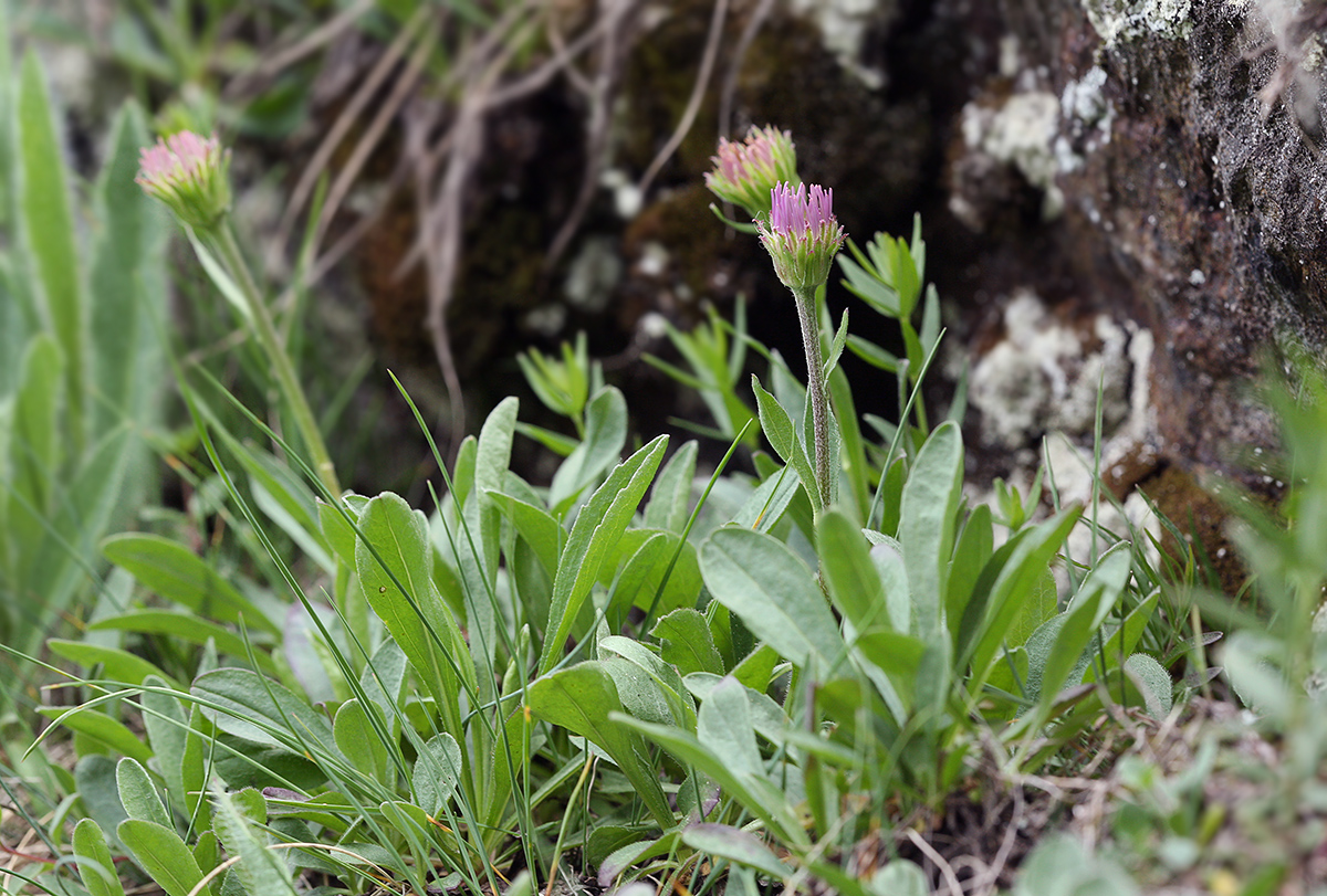 Изображение особи Aster alpinus.