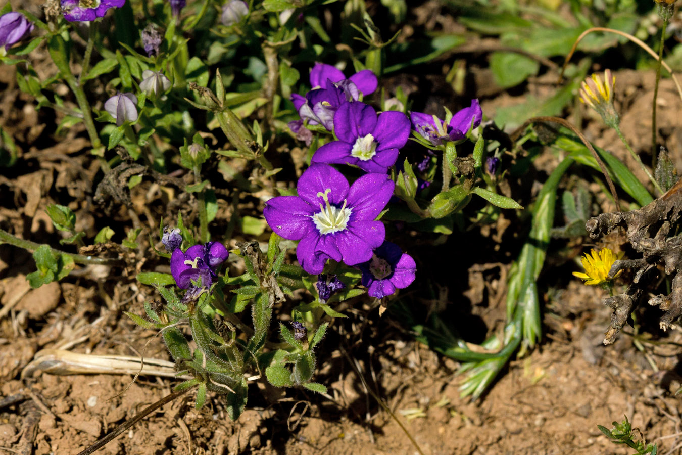 Изображение особи Legousia speculum-veneris.