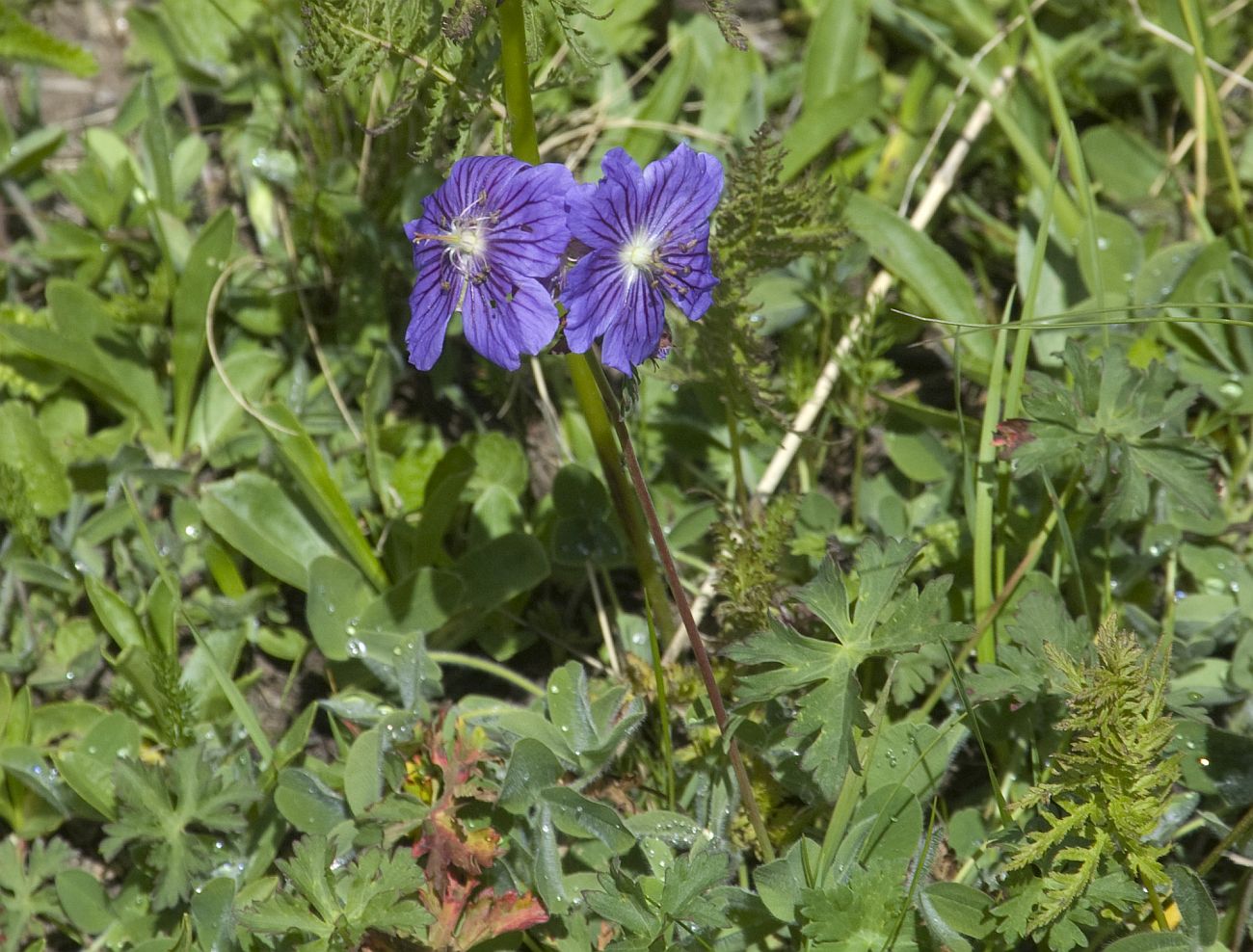 Image of Geranium gymnocaulon specimen.