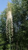 Eremurus robustus