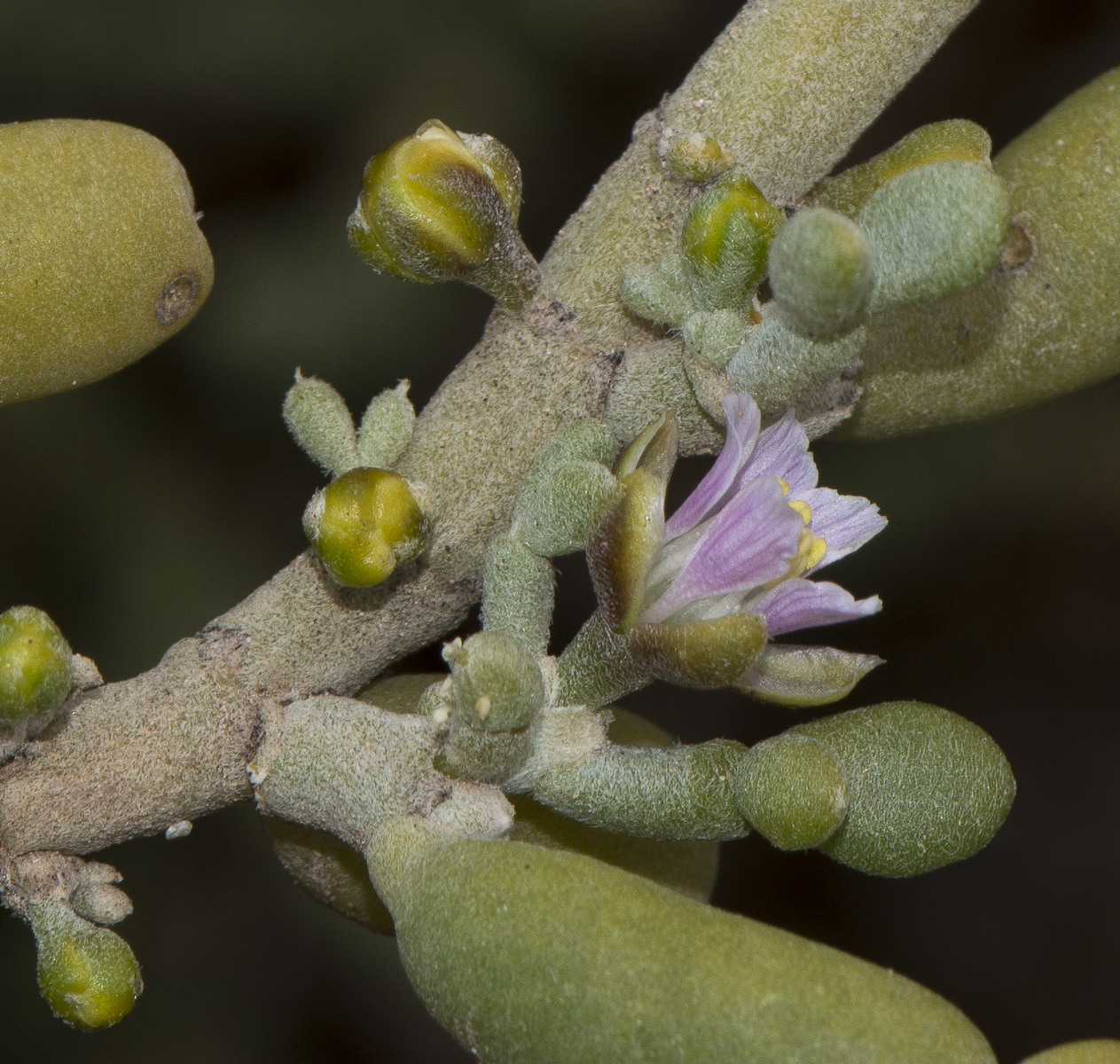 Image of Tetraena fontanesii specimen.