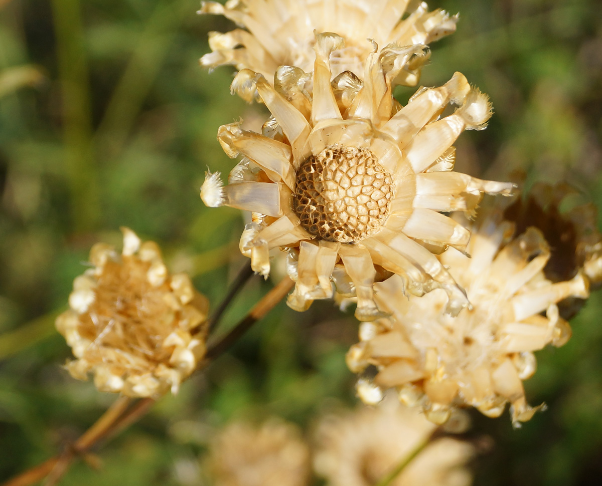 Изображение особи Centaurea orientalis.