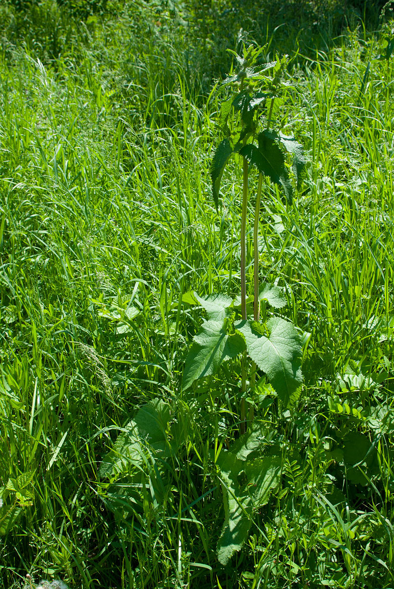 Image of Phlomoides tuberosa specimen.