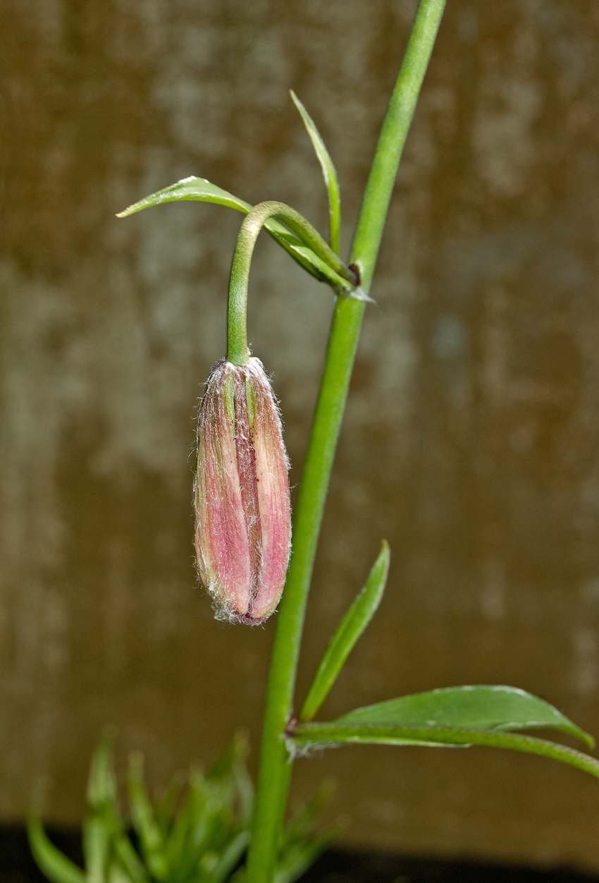 Image of Lilium pilosiusculum specimen.