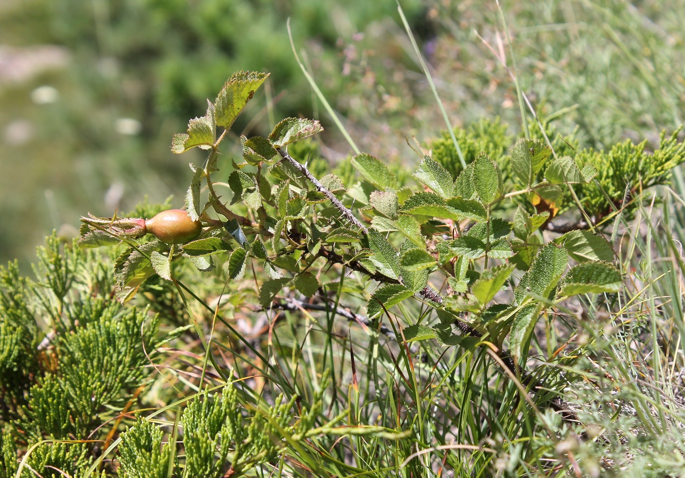 Image of Rosa pulverulenta specimen.